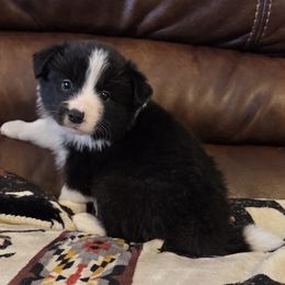 Boy 1 champion pedigree - Black male Border Collie puppy in Newalla, Oklahoma from Roughstock Border Collies and Dachshunds