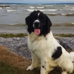 Newfoundland All Grown Up from Ebb Tide Kennels and Stables
