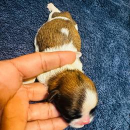 Sammy - Brindle and white male Shih Tzu puppy in Detroit, Michigan from Friends4everkennel LLC