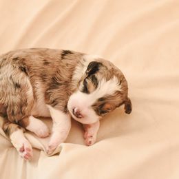 Aussiedoodle, Australian Labradoodle, Bernedoodle, and Golden Retriever Puppies from Golden Light Puppies