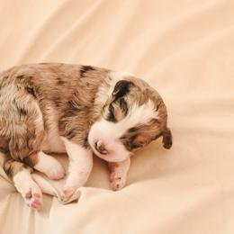 Aussiedoodle, Australian Labradoodle, Bernedoodle, and Golden Retriever Puppies from Golden Light Puppies