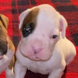 White Male - White male Boxer puppy in Butler, Pennsylvania from Schaible's Boxer Huddle