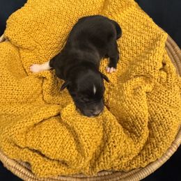 Coal - Black & white male Miniature Australian Shepherd puppy in Clarksville, Tennessee from Southern Oak Pups