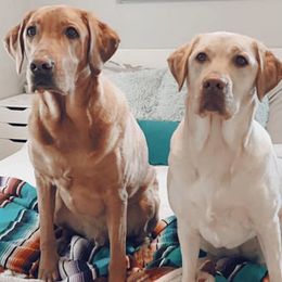 Labrador Retrievers from Atomic City Labrador Retrievers