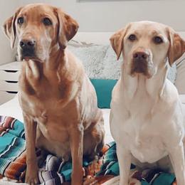Labrador Retrievers from Atomic City Labrador Retrievers