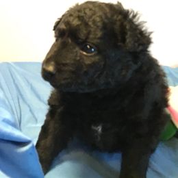 Mudi puppies from Magik Mudi Kennel