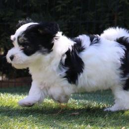 George Knightley - Black and white male Havanese puppy in Hendersonville, North Carolina from Grayfinn House