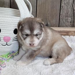 Rusty - Red and white male Siberian Husky puppy in Guffey, Colorado from Sunset Ridge