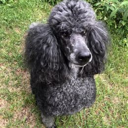 Zanna - Poodle