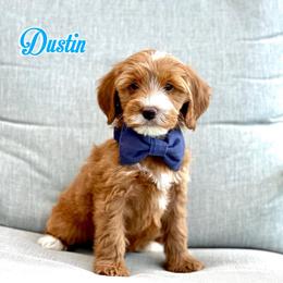 Dustin - Caramel red male Australian Labradoodle puppy in Diamond Bar, California from Furrytaildoodles
