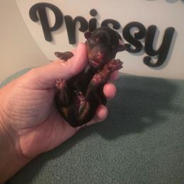 Girl 1 - Black and tan female Yorkshire Terrier puppy in Clermont, Florida from Bella's Prissy Butts
