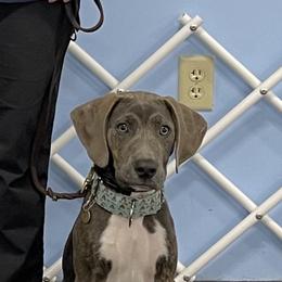 Mountain Cur Puppies from Walnut Ridge Mountain Curs