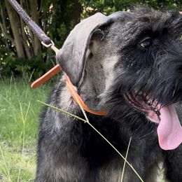 “Orange” girl - Giant Schnauzer puppy in Goodrich, Texas from Silver Creek Giant Schnauzers
