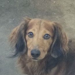 Comet - Dachshund
