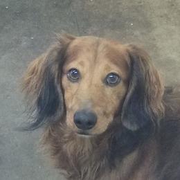 Comet - Dachshund
