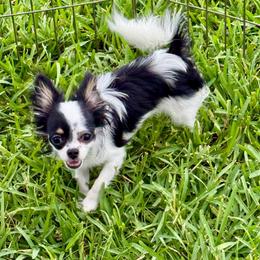 Chihuahua puppies from Camic Cockapoos