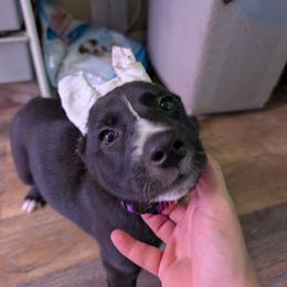 Chamomile - Black female Xoloitzcuintli puppy in Felts Mills, New York from Solstice Xolos