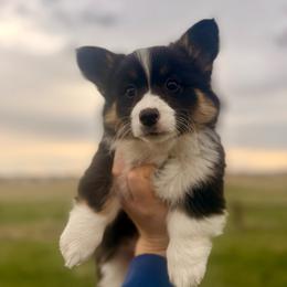Blue Female - Black and tan female Pembroke Welsh Corgi puppy in La Porte City, Iowa from Cedar River Corgis