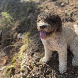 Lagotti Romagnoli from Lagotto NW