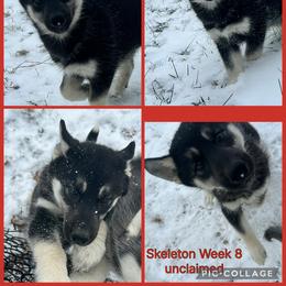 Skeleton - Black tan and white female Siberian Husky puppy in Canton, Ohio from Bleu Skies Siberian Huskies