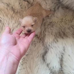 Puppy 5 - Cream female Pomeranian puppy in Lebanon, Indiana from Duran's Huskies and Pomeranians