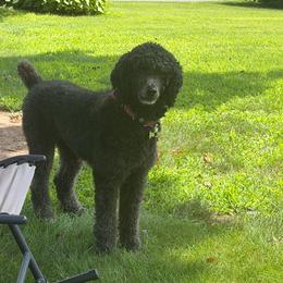 Pebbles - Black female Poodle puppy in New Britain, Connecticut from Poodles of New England