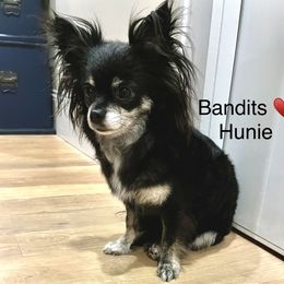 Hunie - Chihuahua
