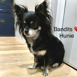 Hunie - Chihuahua