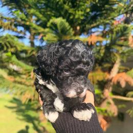 Boy 1 - Black male Poodle puppy in Orlando, Florida from Florida Miniature Poodles