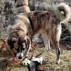 Colorado Mountain Dogs from Higher Farm