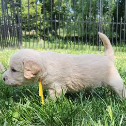 Brooklyn - yellow collar - Cream female Labradoodle puppy in Fostoria, Michigan from North Country Kennel Club