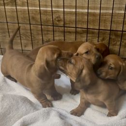 Dachshund Puppies from Adorable Mini Dachshund Breeder
