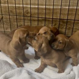 Dachshund Puppies from Adorable Mini Dachshund Breeder
