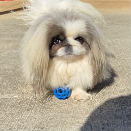 Maple - White female Pekingese puppy in Clinton, Tennessee from Gracelands Pekingese