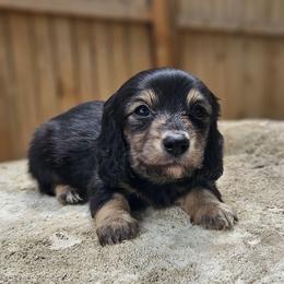 Rosey - 3,800 - Black and cream female Dachshund puppy in Anaconda, Montana from Montana Country Dachshunds