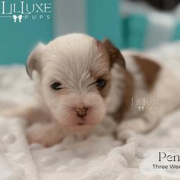 Penny - Liver and white female Shorkie puppy in Scottsdale, Arizona from Lil Luxe Pups