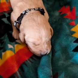 Cam - Yellow male Labrador Retriever puppy in Commerce, Oklahoma from Standing Water Kennels