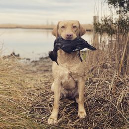 Shelby - Labrador Retriever
