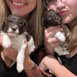 Lagotto Romagnolo Puppies from Anna’s Lagottos