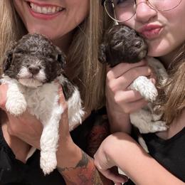 Lagotto Romagnolo Puppies from Anna’s Lagottos