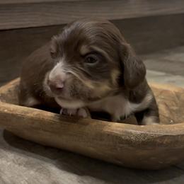 Pine - Piebald male Dachshund puppy in Dobson, North Carolina from Oakleys Dachshund Haven