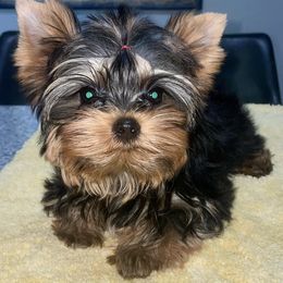 Biewer Terrier, Chinese Crested, and Yorkshire Terrier Puppies from FronkLinn Kennel