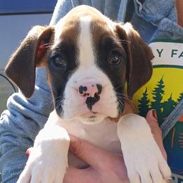 Brooke - Fawn female Boxer puppy in Cannon Falls, Minnesota from Pattys Boxers and Bulldogs