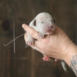 Lacey - Merle female Great Dane puppy in Denison, Texas from Hundeity Great Danes