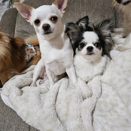 Chihuahua Puppies from Pretty Little Chis