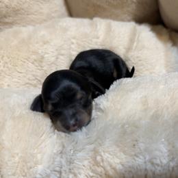 4th Born Black and Cream - Black and cream female Dachshund puppy in Rochester, Washington from Curtiss Dachshunds