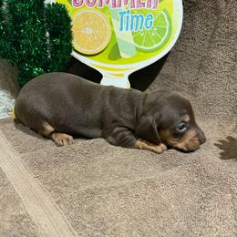 Smooth hair - Chocolate female Dachshund puppy in Pleasant Plains, Arkansas from JGBs Silver Spur Dachshunds