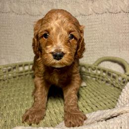 Penny - Apricot female Goldendoodle puppy in Birmingham, Alabama from Ivy’s Doodles