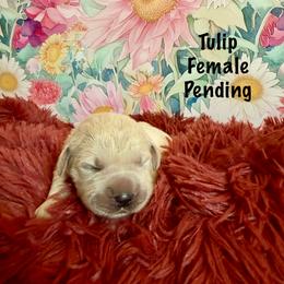 Tulip - Light golden Golden Retriever puppy in Plymouth, Massachusetts from Mayflower Goldens