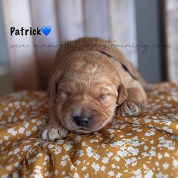 Patrick - Apricot male Goldendoodle puppy in Lancaster, Minnesota from North Star Dog Training